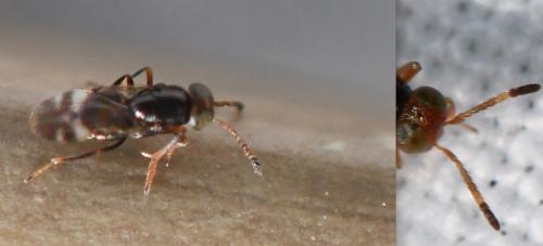 Microterys tessellatus